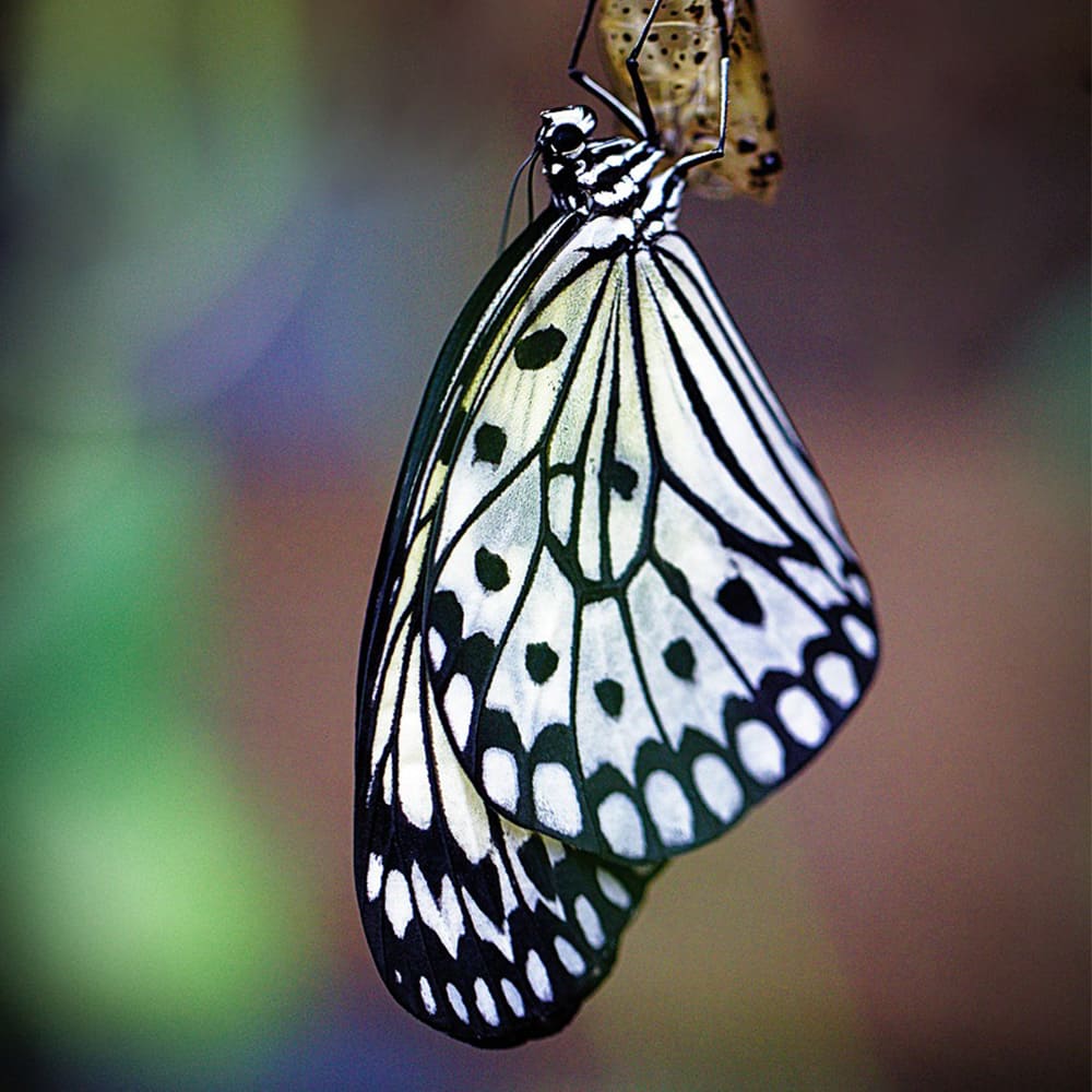 Papillon Sophrologie